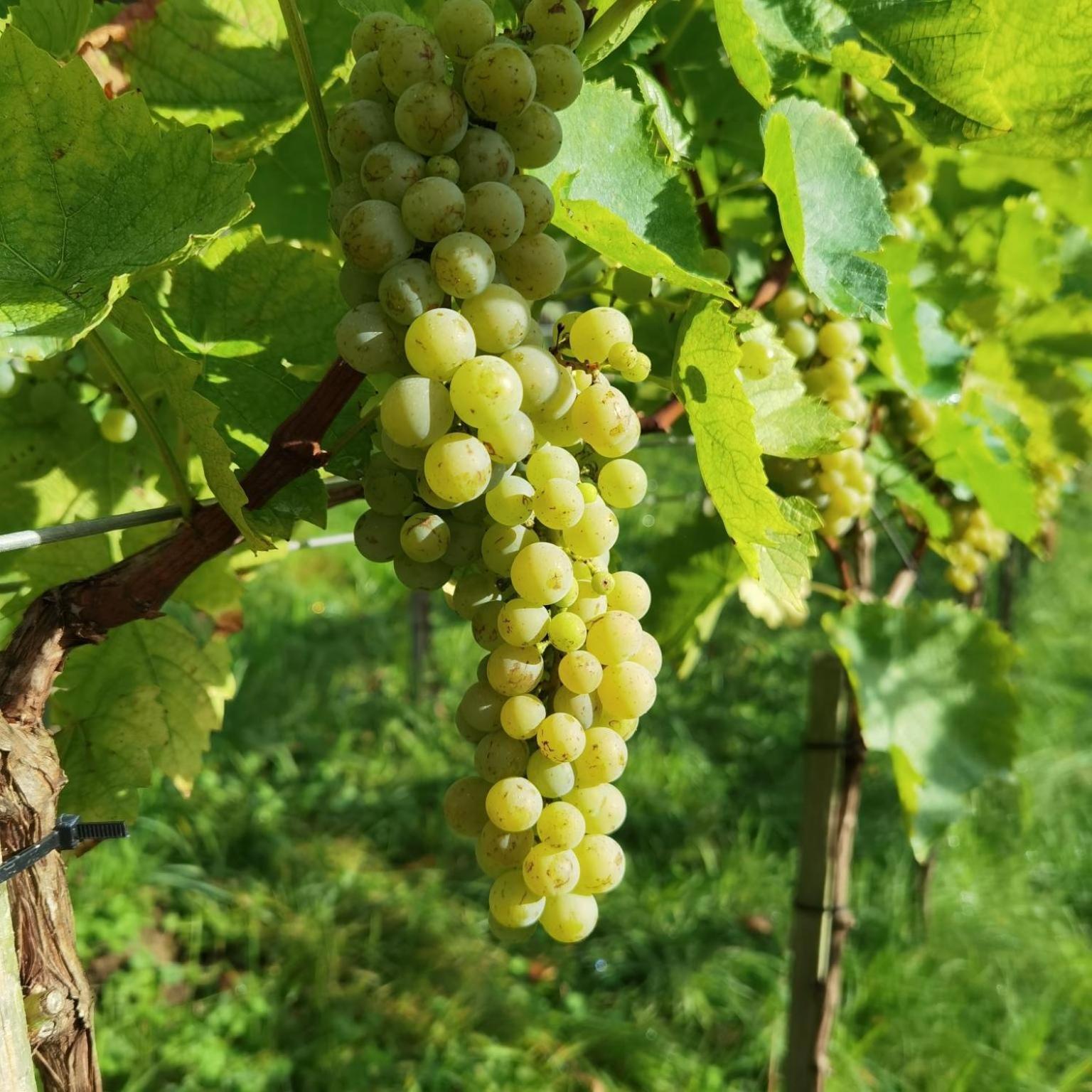Privatzimmer Am Weinbrunnen วอร์คดอร์ฟ ภายนอก รูปภาพ