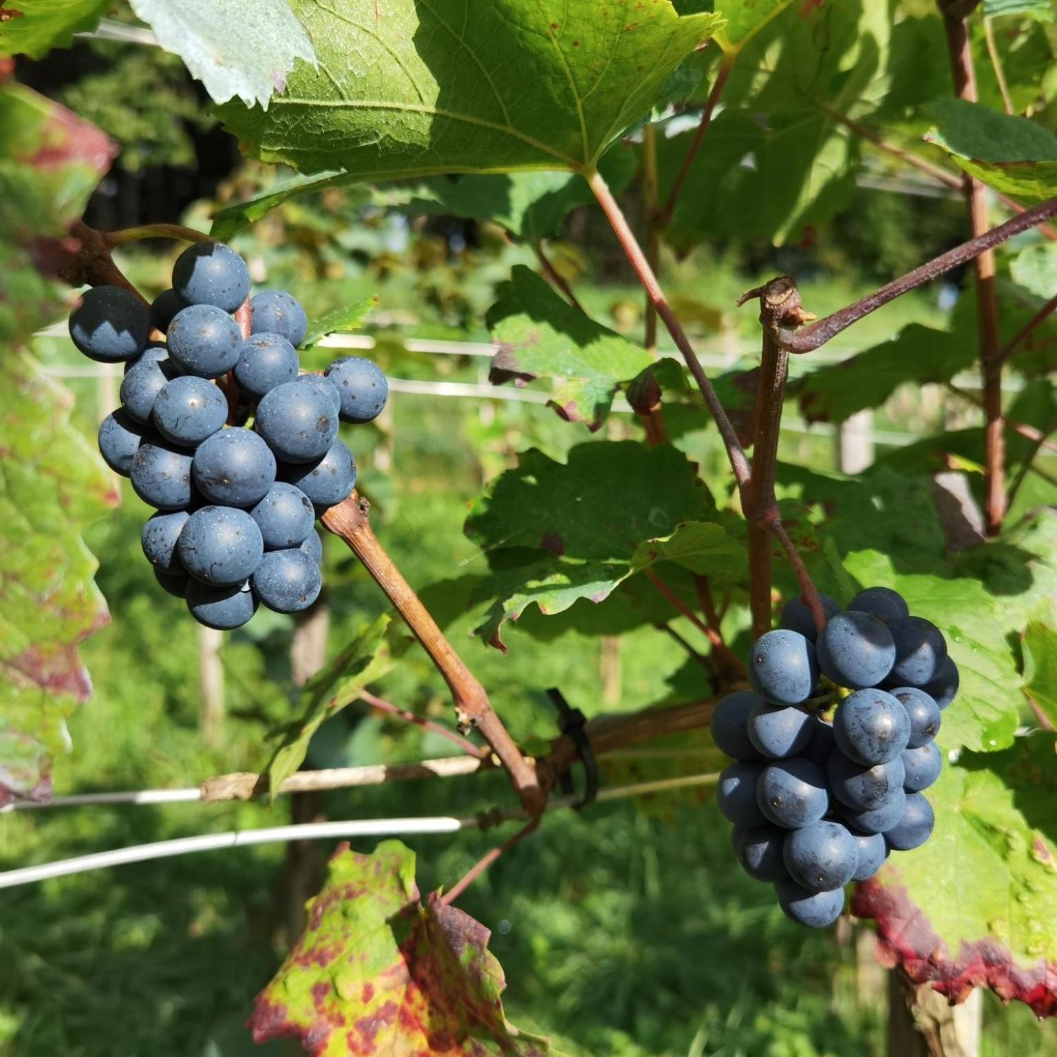 Privatzimmer Am Weinbrunnen วอร์คดอร์ฟ ภายนอก รูปภาพ